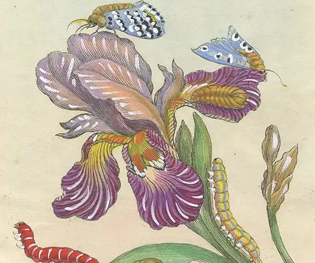 Detail of an iris with moths and caterpillars by Maria Sibylla Merian