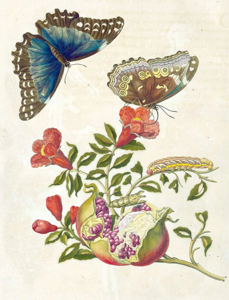 Hand-colored engraving of a pomegranate branch with a blue morpho butterfly by Maria Sibylla Merian